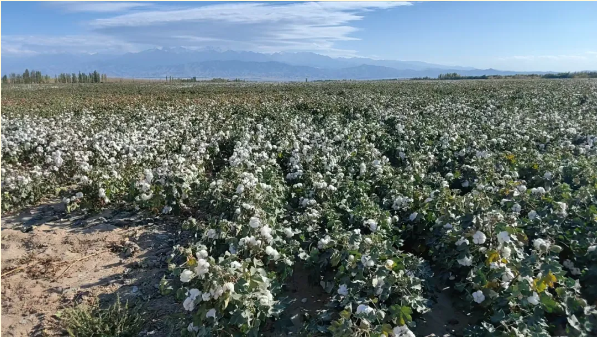 {9cfaef18-a326-4570-b0cf-33938b7fde5b} {9cfaef18-a326-4570-b0cf-33938b7fde5b}